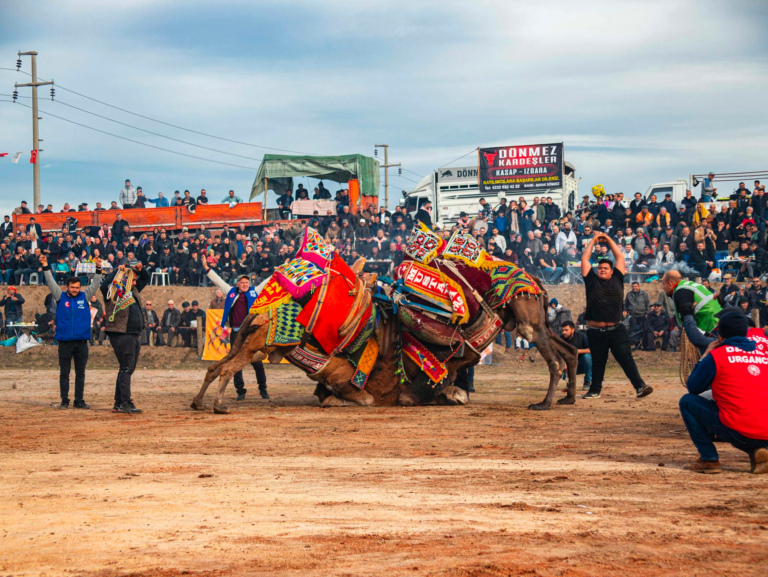 Captivating scene of a traditional camel wrestling event in Bergama, Turkey, with a vibrant crowd.